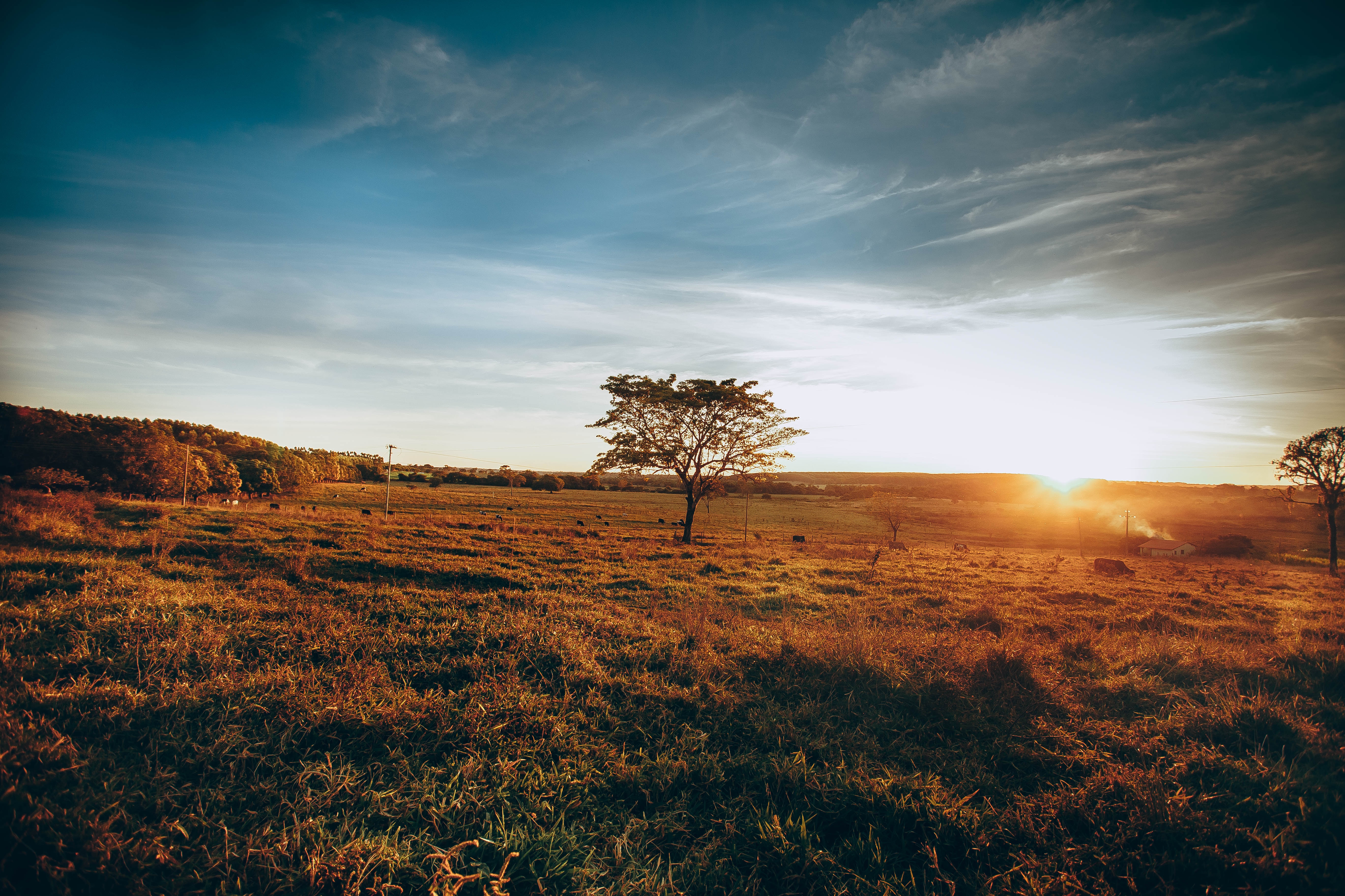 Soul of the Savanna
